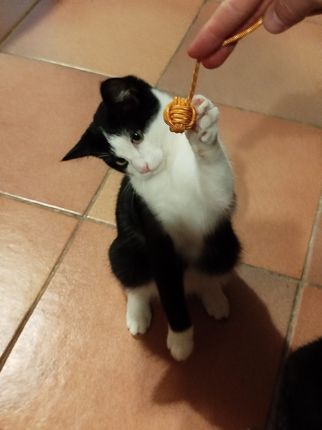 Tao 5 mois câlin et joueur juste un peu craintif au départ