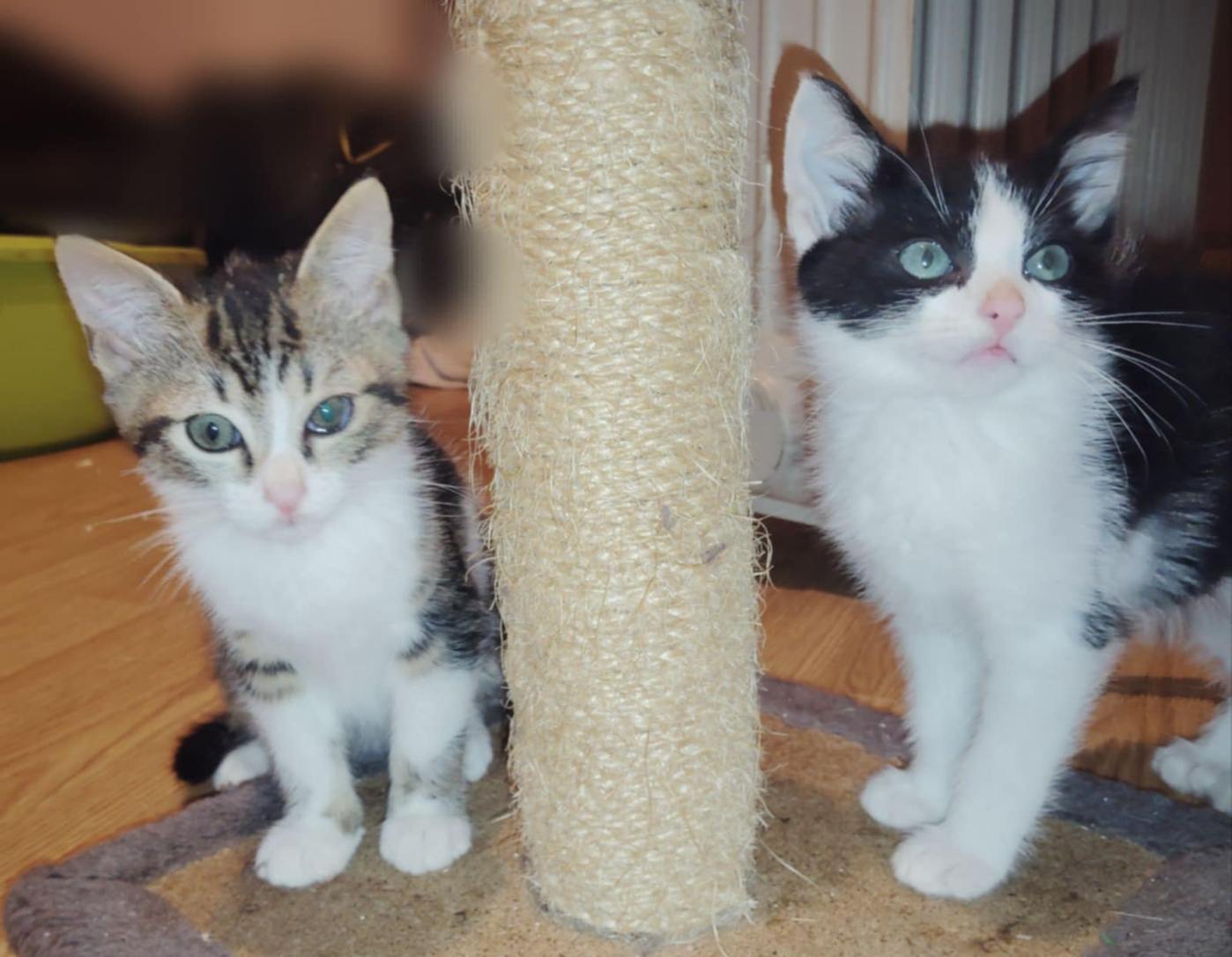 Malo et Télio 2 mois aimeraient être adoptés ensemble