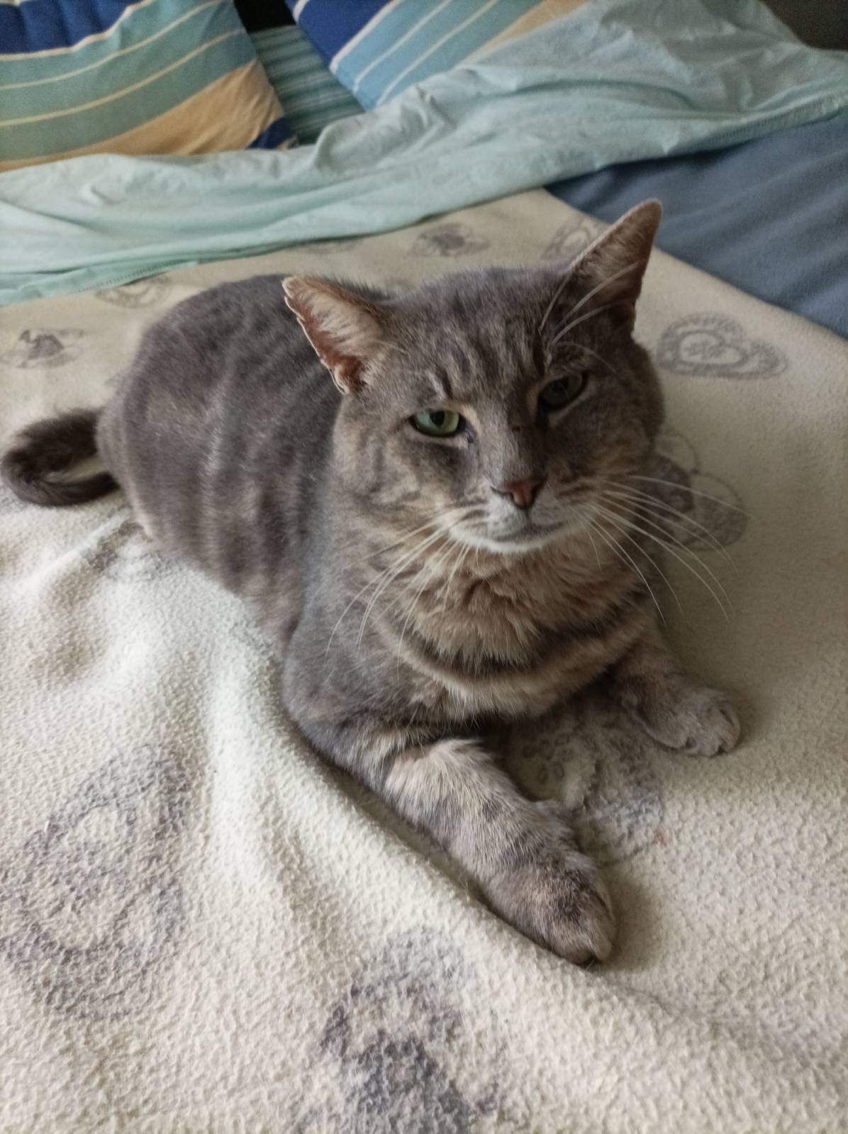 Iron (se prononce aïronn) très gentil matou pèpère et câlin env; 4-5 ans cherche bon foyer
