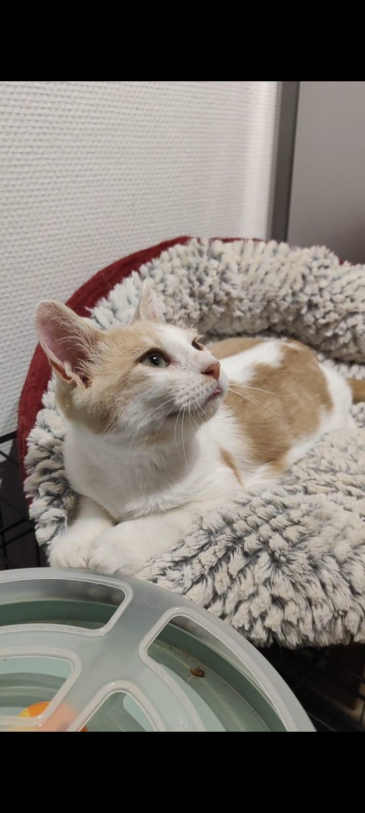Sacha chaton de 5 mois trouvé dans une grange à Etouvans !!