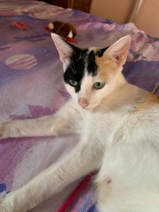 Natti toute jeune minette qui a eu des bb qui vont être adoptés cherche aussi bon foyer