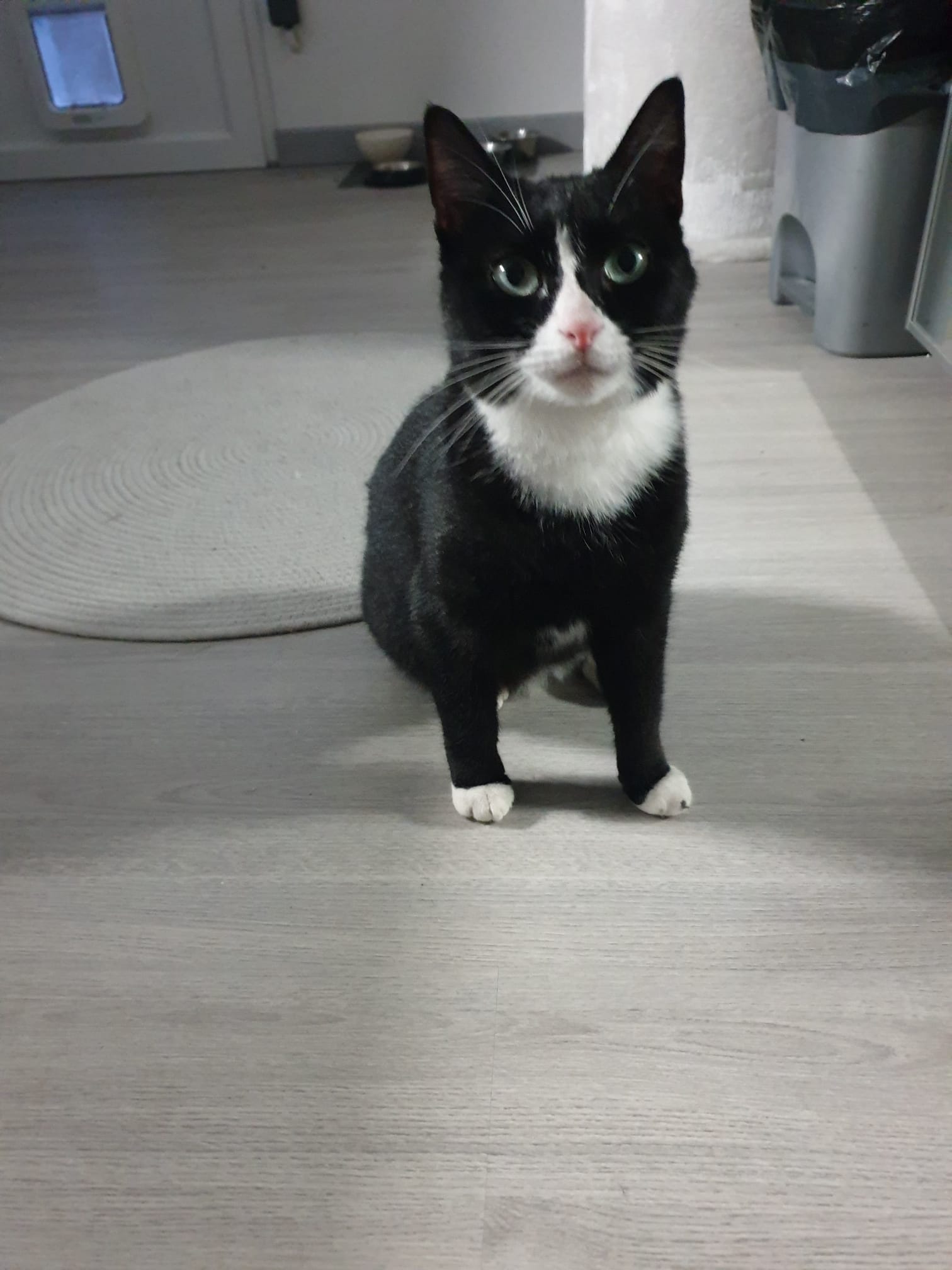 Lola mignonne minette noire et blanche  1 an avec joli plastron