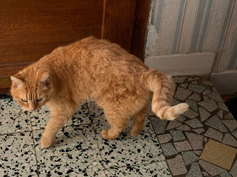 Panier retraite pour Cannelle très gentille minette de 10 ans