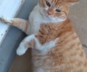 Pacha beau et adorable minou roux et blanc de 4 ans