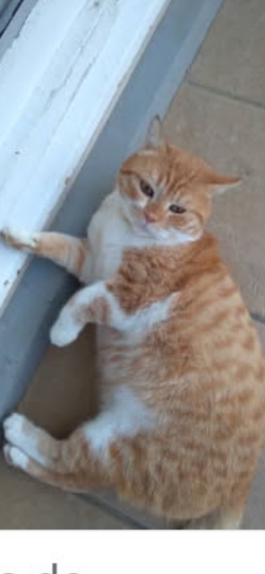 Pacha beau et adorable minou roux et blanc de 4 ans