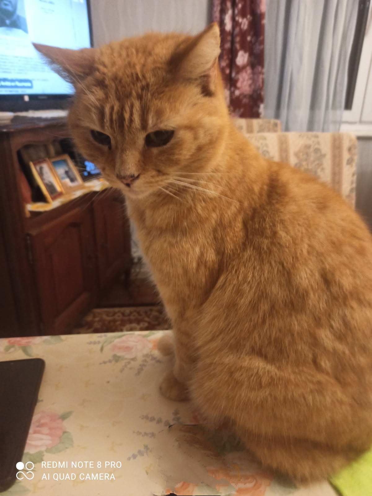 Panier retraite pour Cannelle 10 ans qui se retrouve à la rue (sa maîtresse part en Ehpad)