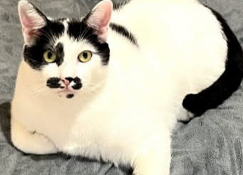Limon gentil matou d’1an 1/2 très sociable, très doux, câlin et joueur