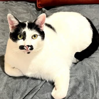 Limon gentil matou d’1an 1/2 très sociable, très doux, câlin et joueur