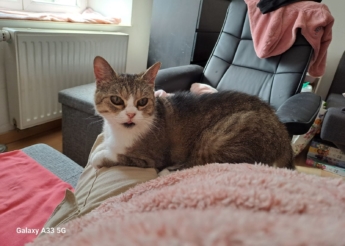 Perle une très gentille minette de 10 ans abandonnée lors d’un déménagement