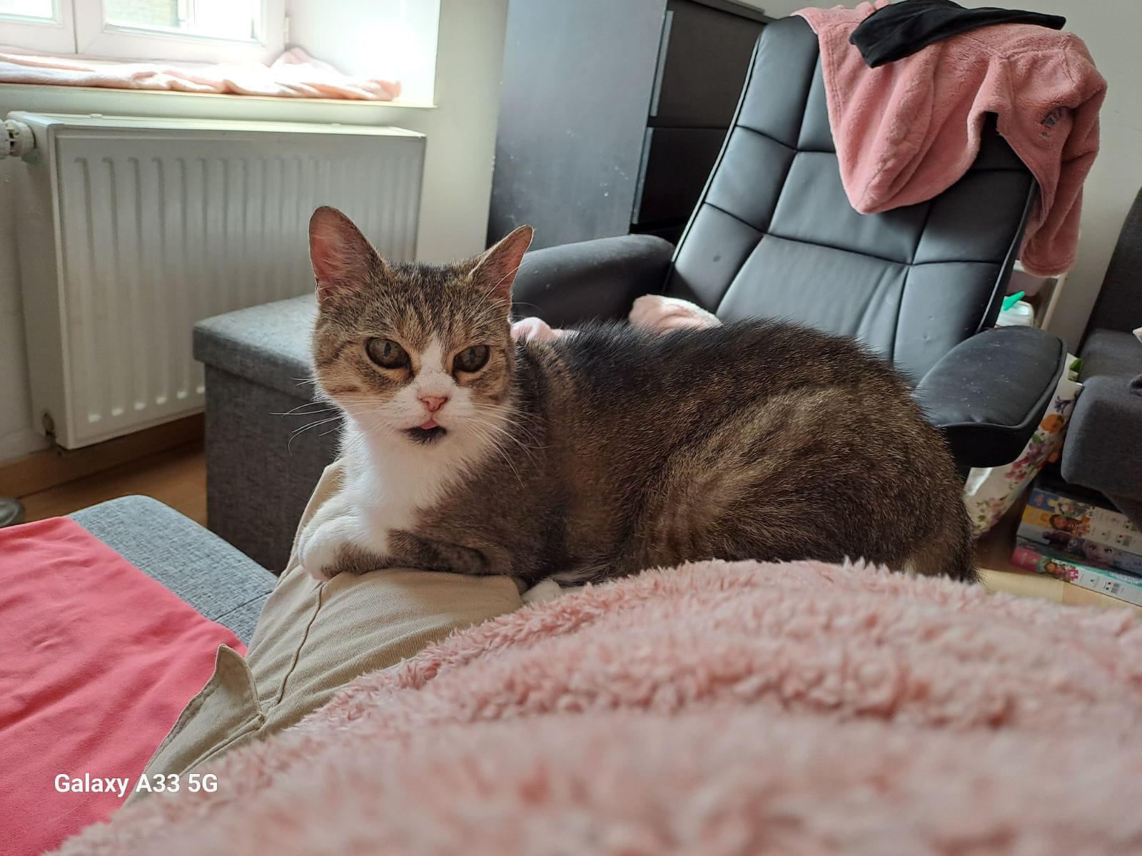 Perle une très gentille minette de 10 ans abandonnée lors d’un déménagement