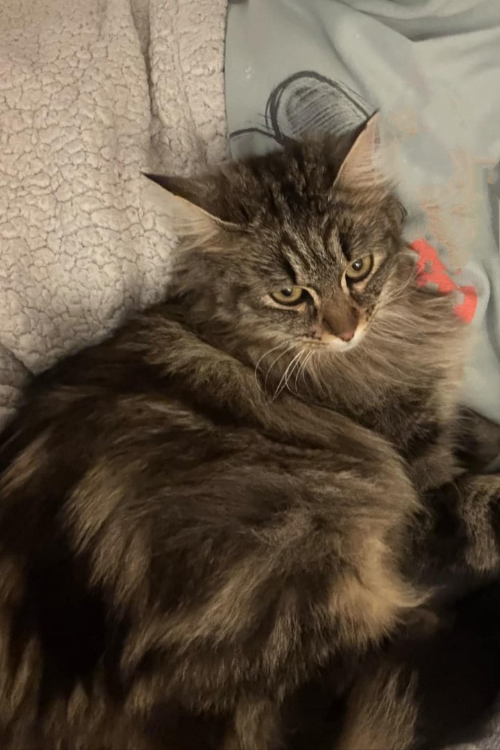 Maïa magnifique minette tigrée d’1 an1/2 poils longs trouvée dans un carton dans la rue