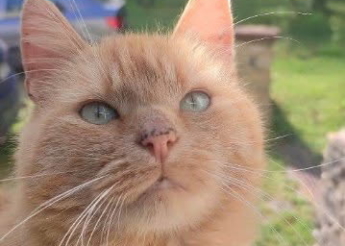 Mickey beau matou tigré roux env. 5 ans cherche sa famille pour la vie