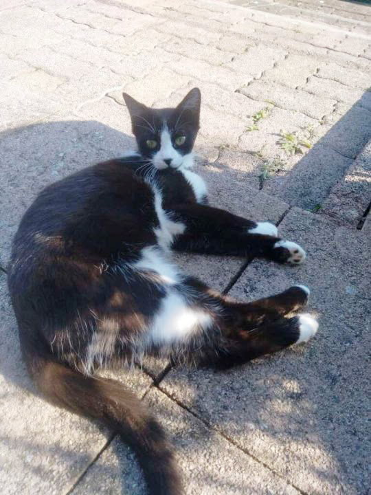 Chaussette 1 an très gentille et câline quand elle connaît