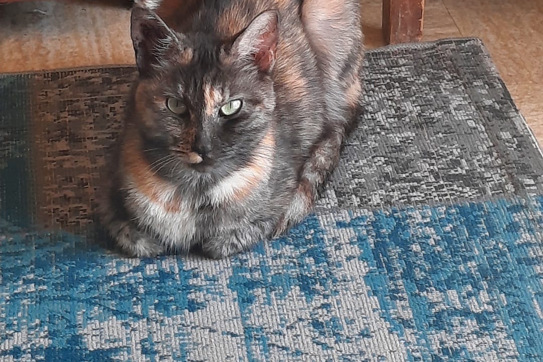 Lili magnifique et adorable minette écaille de tortue de 2 ans