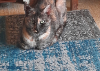 Lili magnifique et adorable minette écaille de tortue de 2 ans