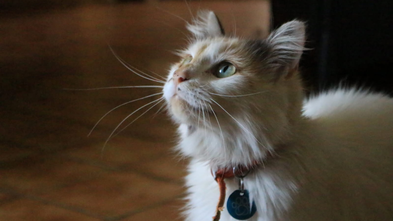 Louna 2 ans très jolie et gentille minette tricolore dont la maîtresse est décédée