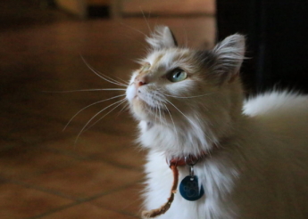 Louna 2 ans très jolie et gentille minette tricolore dont la maîtresse est décédée