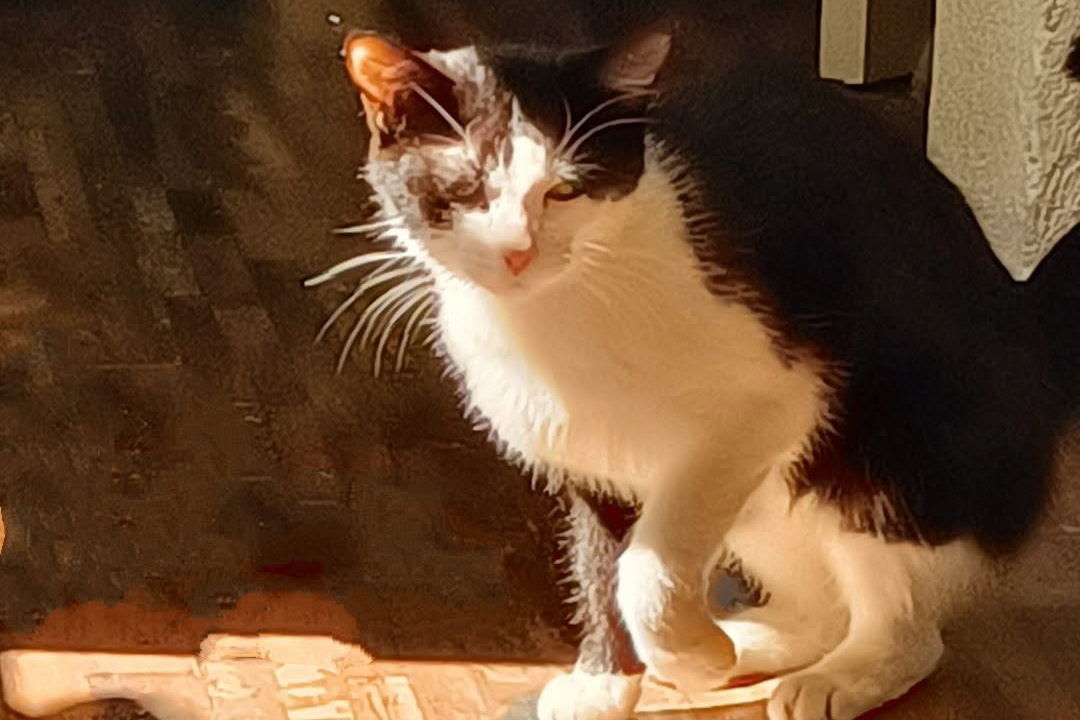 Maya 1 an gentille minette cherche urgemment un foyer car sa maîtresse est décédée