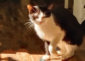 Maya 1 an gentille minette cherche urgemment un foyer car sa maîtresse est décédée