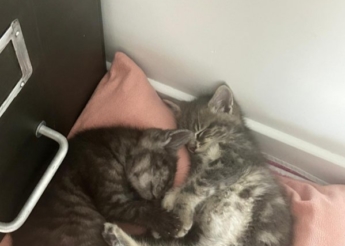2 chatons de 2 mois : Sol le ptit mâle et Luna sa soeur à adopter ensemble ou séparément