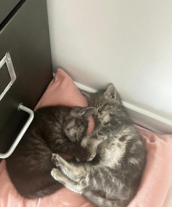 2 chatons de 2 mois : Sol le ptit mâle et Luna sa soeur à adopter ensemble ou séparément