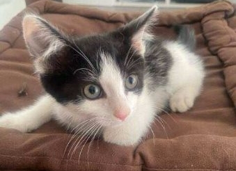 Dino et Mistral, 2 adorables chatons de 3 mois lâchement déposés dans un jardin