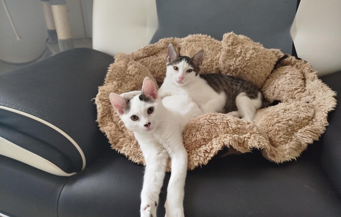 Appo et Arès 2 adorables chatons de 4 mois adoptables ensemble ou séparément