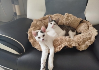 Appo et Arès 2 adorables chatons de 4 mois adoptables ensemble ou séparément