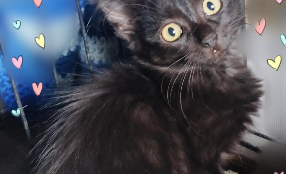 Raven adorable chaton poils mi-longs de 2 mois 1/2