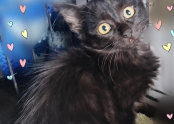 Raven adorable chaton poils mi-longs de 2 mois 1/2