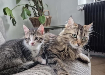 Bella 1 an et Pistache sa fille de 5 mois très fusionnelles à adopter ensemble