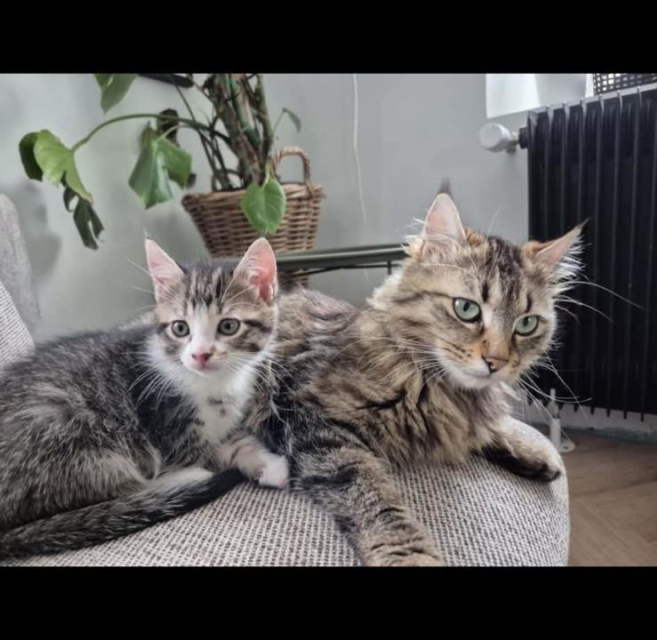 Bella 1 an et Pistache sa fille de 5 mois très fusionnelles à adopter ensemble