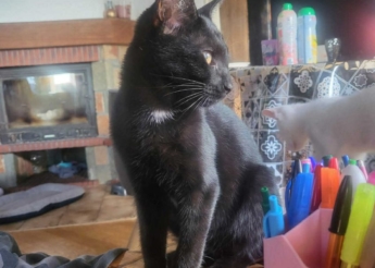Paymon et Asmodé sont 2 frères chatons de 5 mois nés dans la rue très gentils