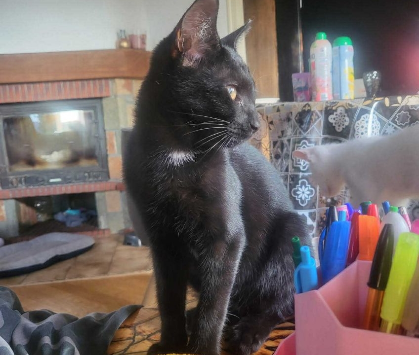 Paymon et Asmodé sont 2 frères chatons de 5 mois nés dans la rue très gentils