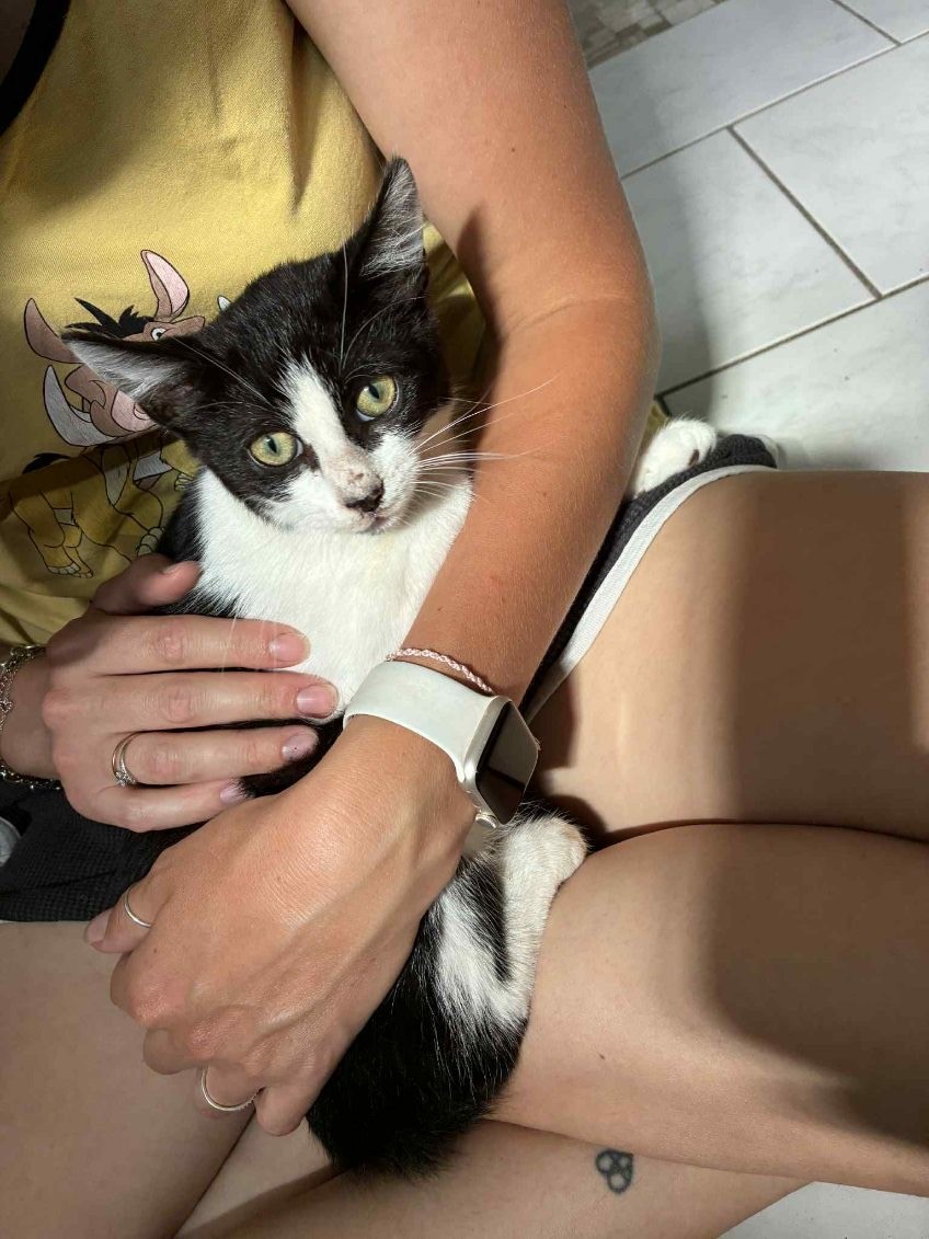 Oréo très gentil chaton de 3 mois 1/2 un peu craintif au départ et ensuite câlin et boîte à ronrons