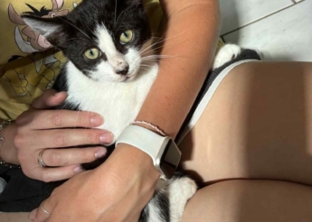Oréo très gentil chaton de 3 mois 1/2 un peu craintif au départ et ensuite câlin et boîte à ronrons