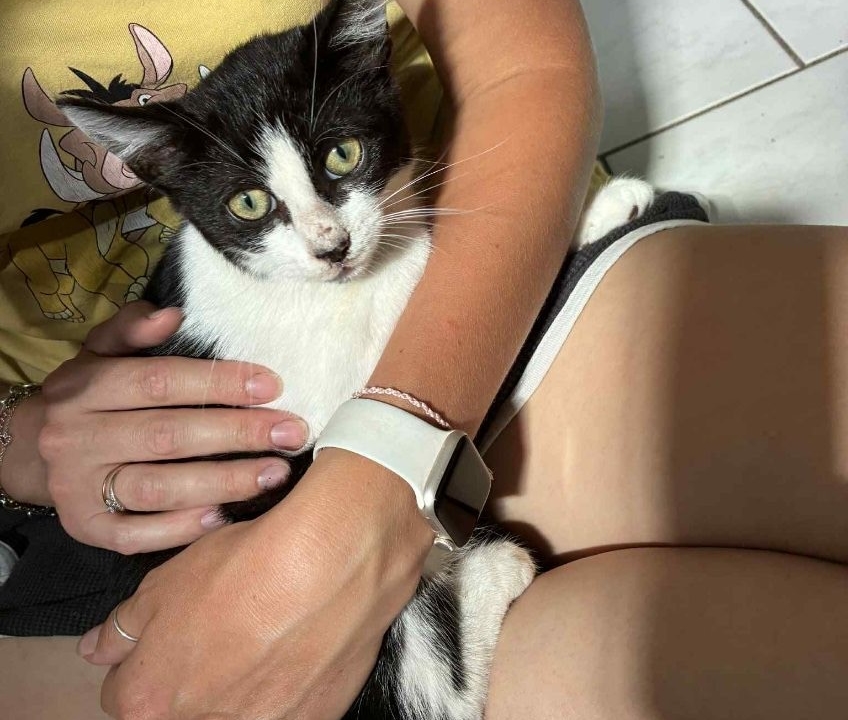 Oréo très gentil chaton de 3 mois 1/2 un peu craintif au départ et ensuite câlin et boîte à ronrons