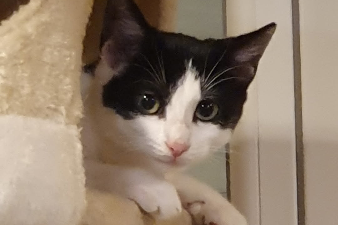 Lola et Peggy 2  gentilles chatonnes de 4 mois nées d’une maman de la rue cherchent bon foyer