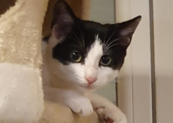 Lola et Peggy 2  gentilles chatonnes de 4 mois nées d’une maman de la rue cherchent bon foyer