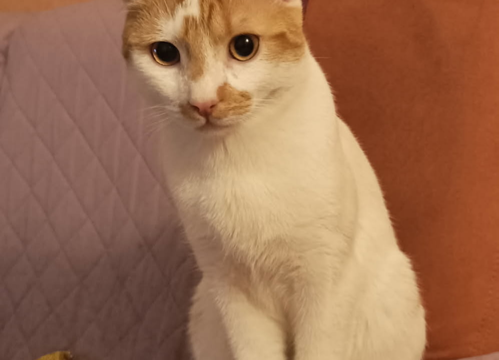 Caramel un adorable matou d’1 an mis dehors car n’est plus un chaton (comme souvent !!)