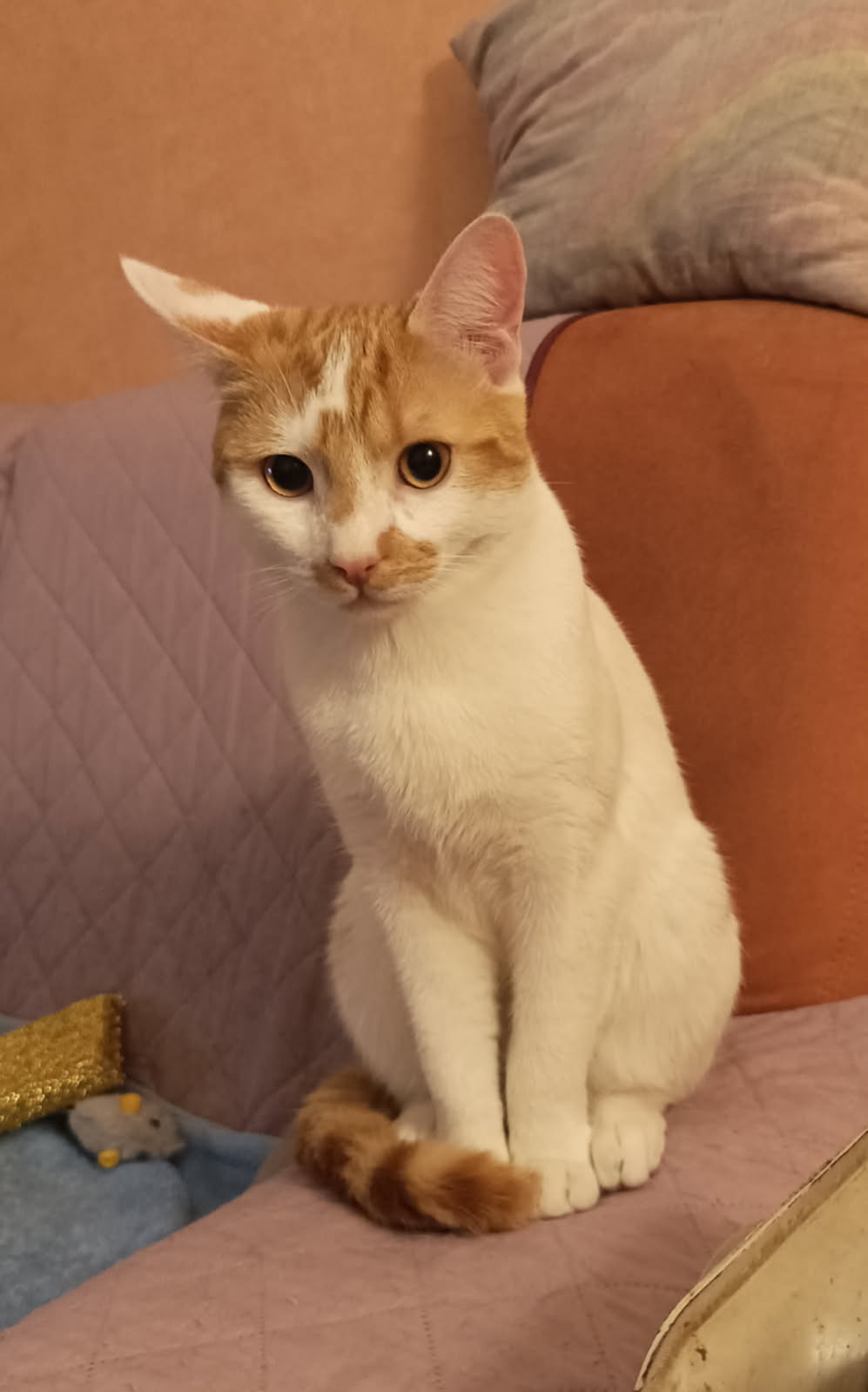 Caramel un adorable matou d’1 an mis dehors car n’est plus un chaton (comme souvent !!)