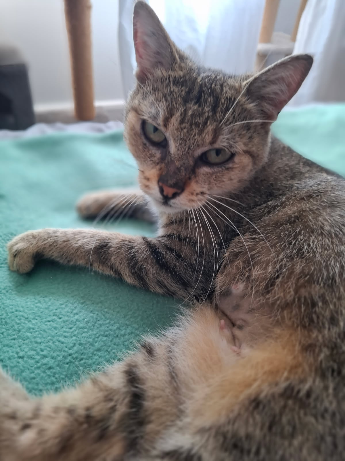 Liberty une gentille et câline minette tigrée de 3 ans cherche une famille