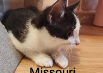 Oklahoma et Missouri 2 chatons de 2 mois 1/2 à adopter ! très câlins ! ronronnent dès qu’on les approche