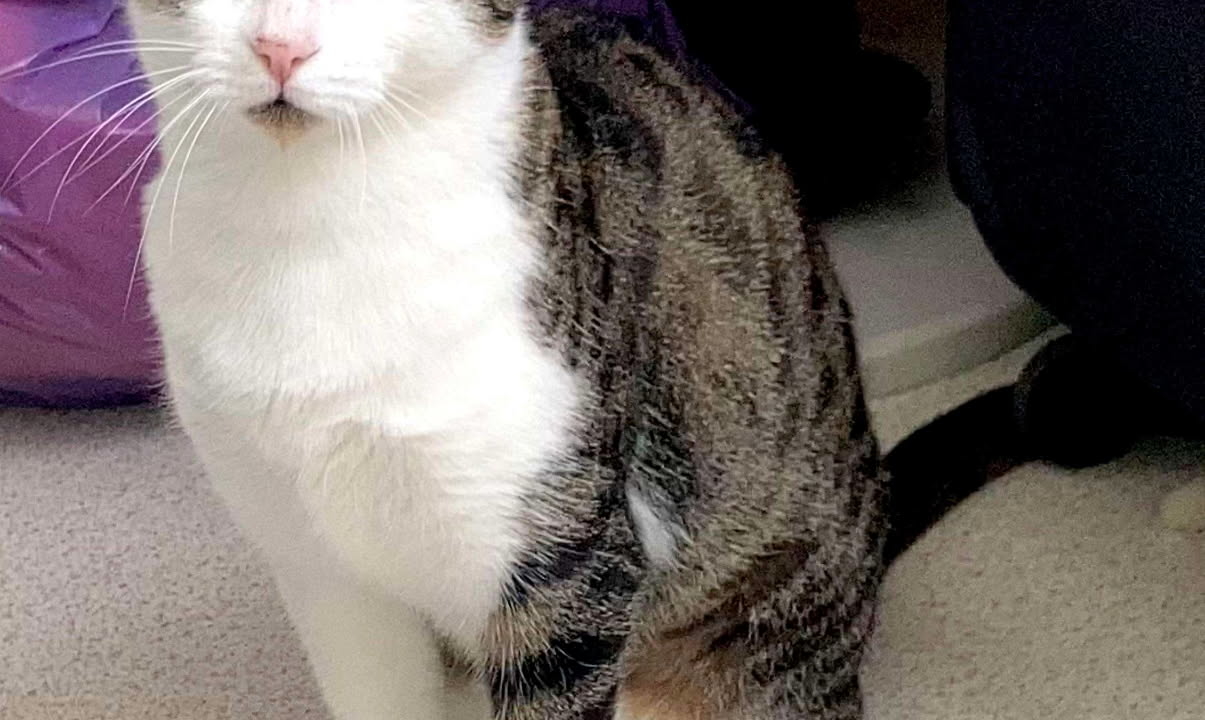 Bella gentille minette d’1 an 1/2 très câline cherche un bon foyer