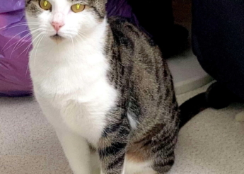 Bella gentille minette d’1 an 1/2 très câline cherche un bon foyer