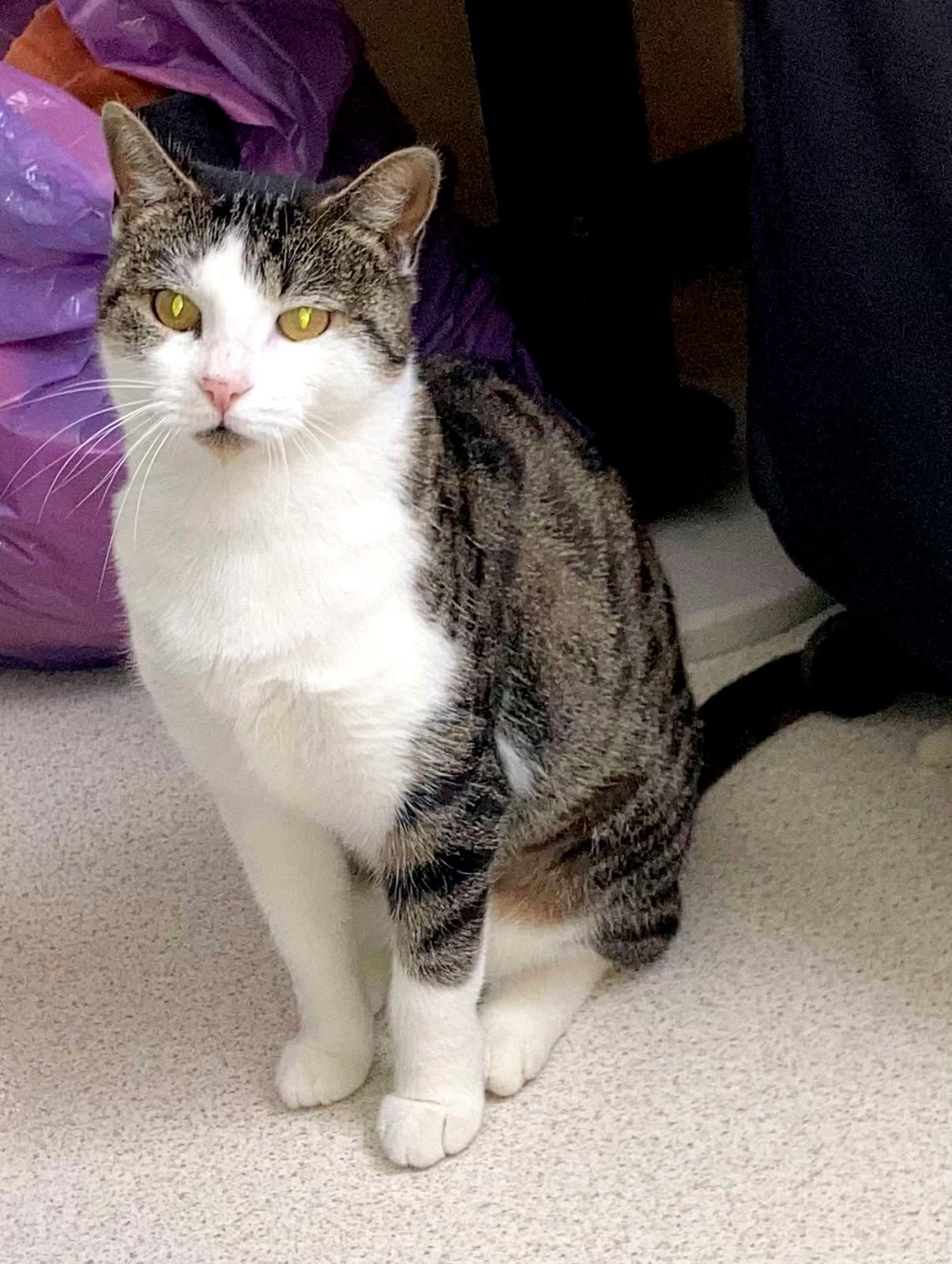 Bella gentille minette d’1 an 1/2 très câline cherche un bon foyer