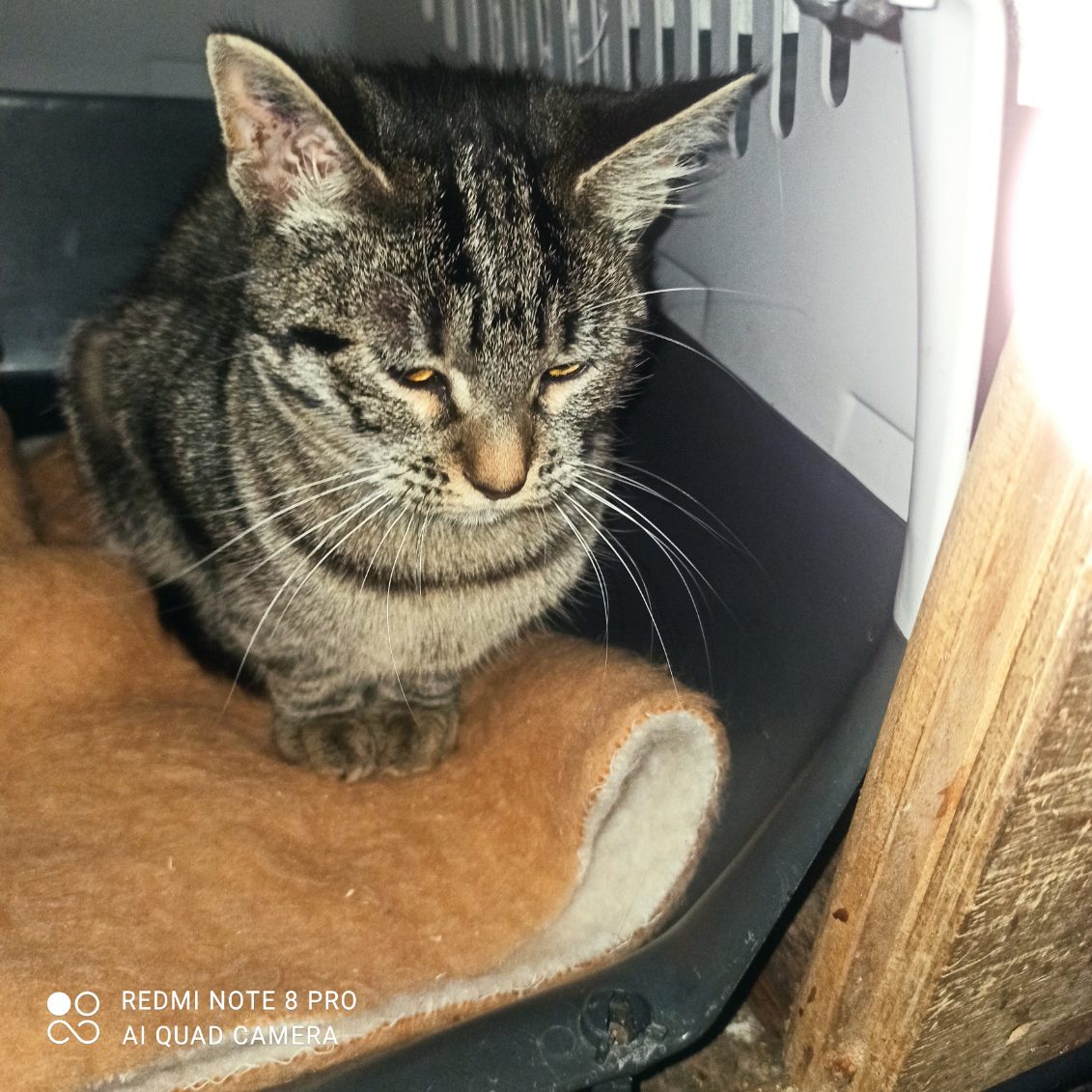 Kakia jeune chatonne tigrée de 6 mois lâchement abandonnée cherche un bon foyer