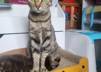 Cléa jeune et jolie chatte toute mimi et très sympa de moins d’1 an