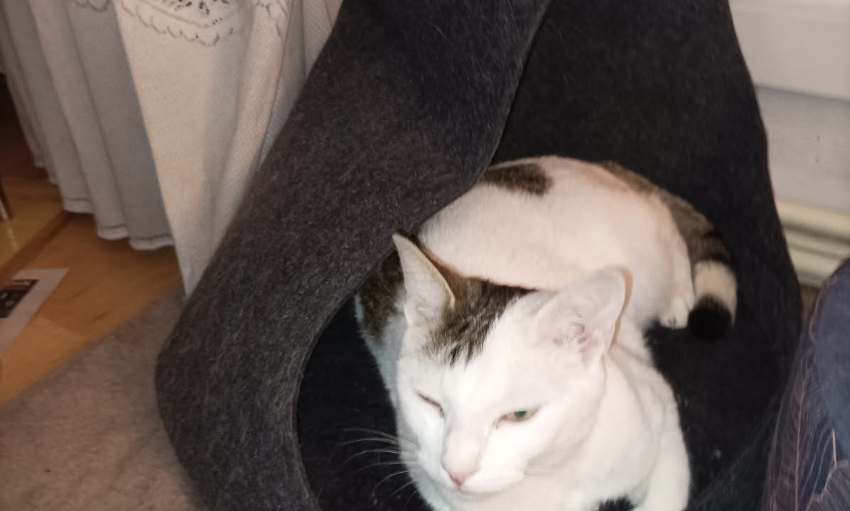 Blaise 2 ans un peu craintif mais très câlin+—————————-