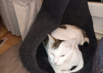 Blaise 2 ans un peu craintif mais très câlin+—————————-